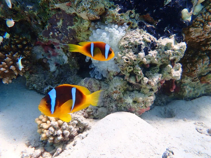 Ausflug zum Wady El Gemal-Nationalpark