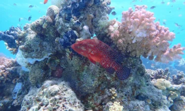 Ausflug zum Wady El Gemal-Nationalpark