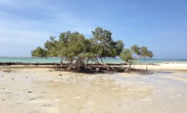 Ausflug zum Wady El Gemal-Nationalpark