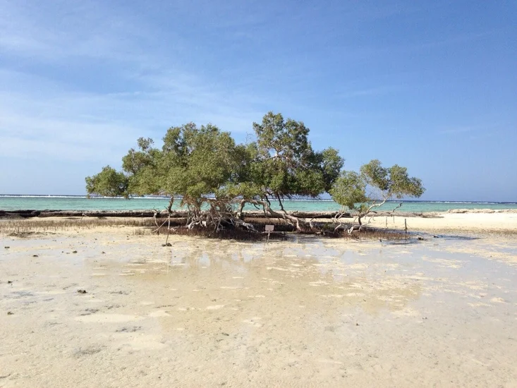 Ausflug zum Wady El Gemal-Nationalpark
