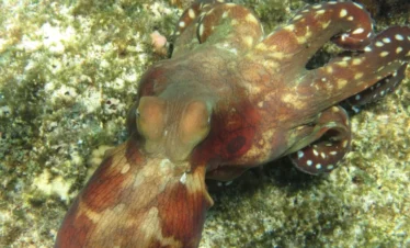 Korallenriff im Roten Meer