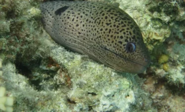 Strand der Abu Dabab Bucht