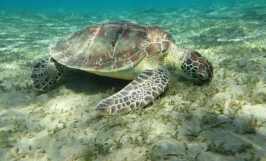 Meeresschildkröte beim Schwimmen in Marsa Alam
