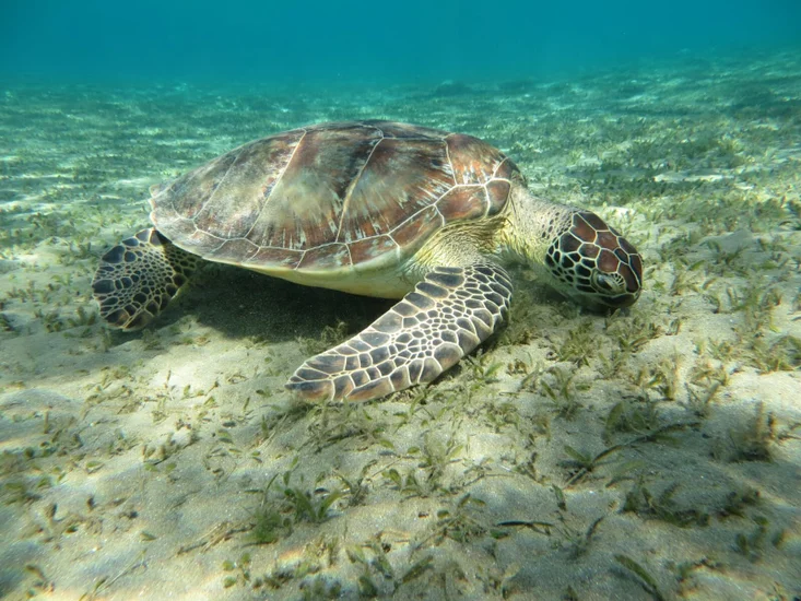 Ausflüge in Hurghada und Marsa Alam 