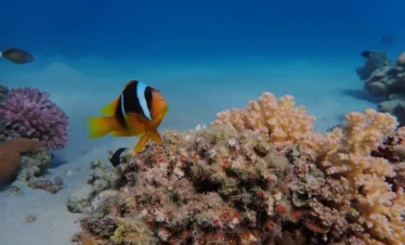 Abu Dabab Bucht Marsa Alam