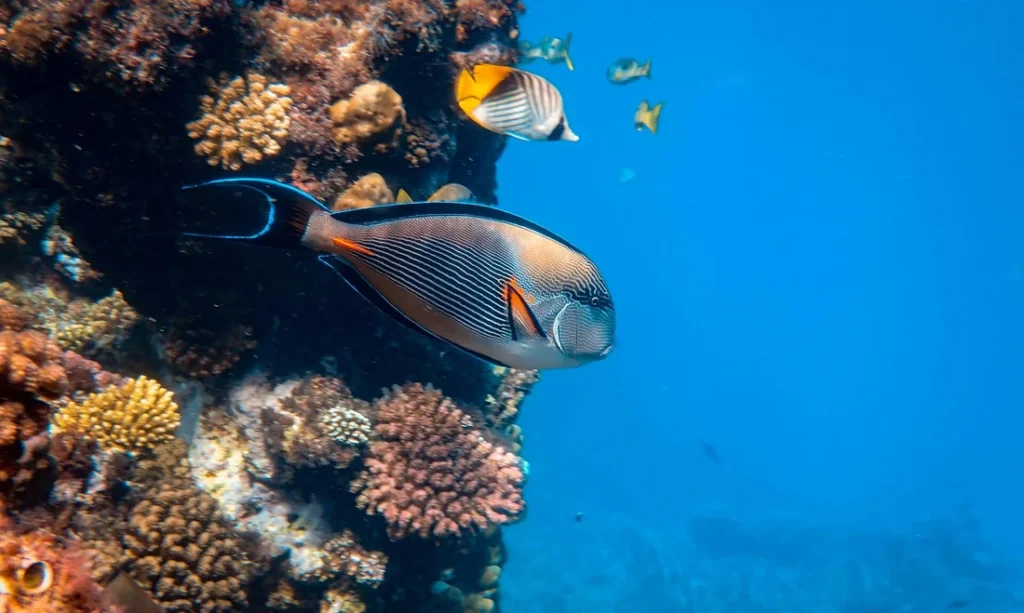Marsa Mubarak Schnorchelausflug Marsa Alam