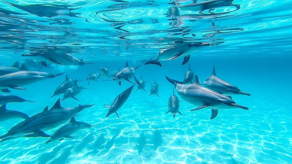 Dolphin Reef Marsa Alam