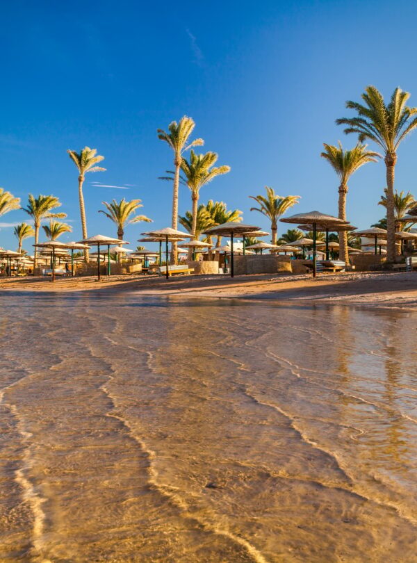 Beautiful sandy beach with palm trees at sunset. Egypt
