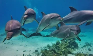 Delfinhaus Hurghada im Roten Meer