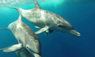 Bootstour ab Hurghada