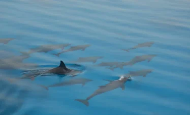 Schnorcheln an Korallenriffen