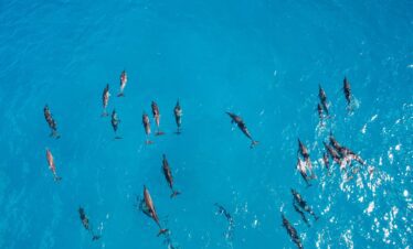 Delfine im Roten Meer