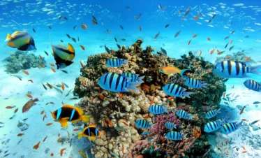 Schnorcheln im Roten Meer bei Paradise Island