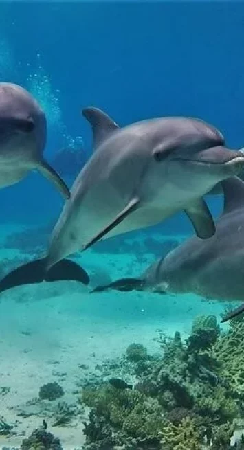 Delfinhaus Hurghada im Roten Meer