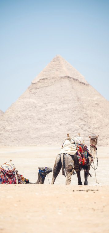 Great pyramids and Sphinx in Cairo Egypt with camels