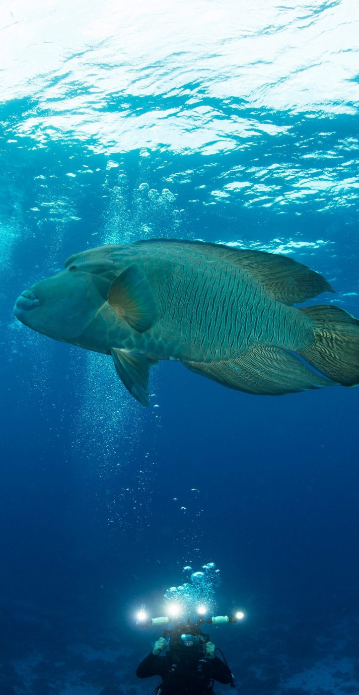 Scuba diver photographing Humphead whale (cheilinus undulatus), Red Sea, Marsa Alam, Egypt